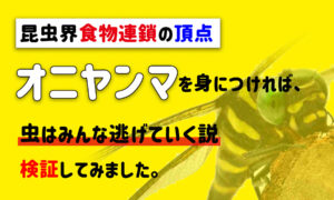 知育 お正月は100均のかるたで子供と遊ぼう ダイソー新商品