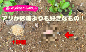 即群がる！アリが砂糖よりも好きな物とは？自由研究におすすめ